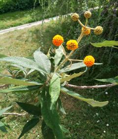 Buddleja numéro buddleja-globosa_48.842891-2.3584031 mai 2025