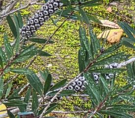 Callistemon numéro callistemon-flavovirens_48.84650-2.25314 décembre 2025