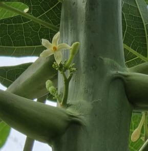 L'arbre numéro c_48.84637-2.251517 est un Papayer (Carica papaya).
Il est situé Serres d'Auteuil (coordonnées GPS 48.84637, 2.25152)