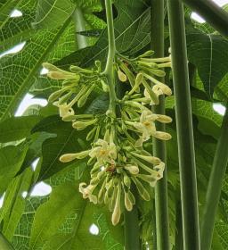 L'arbre numéro c_48.84637-2.251517 est un Papayer (Carica papaya).
Il est situé Serres d'Auteuil (coordonnées GPS 48.84637, 2.25152)