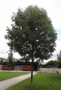 L'arbre numéro ex-2018896 est un Caryer (Carya illinoinensis).
Il est situé parc Andre Citroen (coordonnées GPS 48.83968, 2.27518)