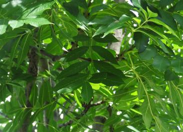 L'arbre numéro ex-2018896 est un Caryer (Carya illinoinensis).
Il est situé parc Andre Citroen (coordonnées GPS 48.83968, 2.27518)