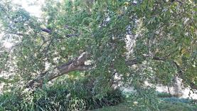 Micocoulier numéro celtis-tournefortii_48.84458-2.36368 septembre 2023