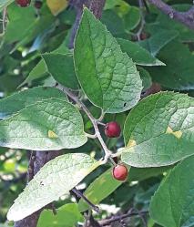 Micocoulier numéro celtis-tournefortii_48.84458-2.36368 septembre 2023