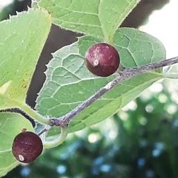 Micocoulier numéro celtis-tournefortii_48.84458-2.36368 septembre 2023