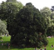 arbre n°chamaecyparis-lawsoniana--xz102839_48.8800625-2.3811395 mai 2021 Faux-cyprès numéro chamaecyparis-lawsoniana--xz102839_48.8800625-2.3811395 mai 2021