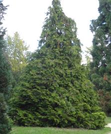 arbre n°chamaecyparis-lawsoniana--xz2024221_48.8213119-2.4561841 novembre 2021 Faux-cyprès numéro chamaecyparis-lawsoniana--xz2024221_48.8213119-2.4561841 novembre 2021