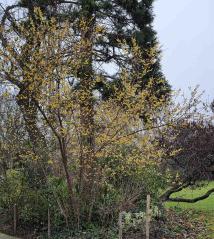 Chimonanthe numéro chimonanthe_48.88705-2.316936 janvier 2026