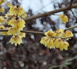 Chimonanthe numéro chimonanthe_48.88705-2.316936 janvier 2026