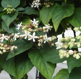 arbre n°clerodendrum-trichotomum--xz212654_48.8507536-2.2970744 aout 2021 Clérodendron numéro clerodendrum-trichotomum--xz212654_48.8507536-2.2970744 aout 2021