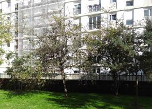 arbre n°crataegus-n.-sp.--xz114836-114837_48.8260661-2.3038173 septembre 2021 Aubépine numéro crataegus-n.-sp.--xz114836-114837_48.8260661-2.3038173 septembre 2021