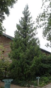 L'arbre numéro ex-136387 est un Cyprès (Cupressus funebris).
Il est situé jardin des Serres d'Auteuil (coordonnées GPS 48.84607, 2.25277)
