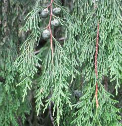 L'arbre numéro ex-136387 est un Cyprès (Cupressus funebris).
Il est situé jardin des Serres d'Auteuil (coordonnées GPS 48.84607, 2.25277)