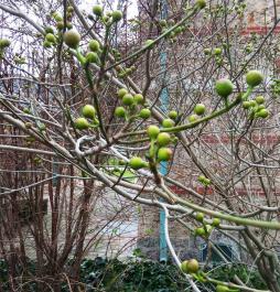 Figuier numéro ficus-erecta_48.84608-2.252714 février 2025