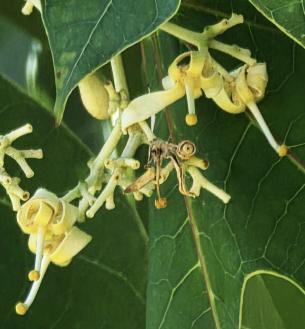 L'arbre numéro f_48.8436-2.359247 est un Sterculier (Firmiana simplex).
Il est situé jardin des Plantes (coordonnées GPS 48.8436, 2.35925)