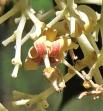 L'arbre numéro f_48.8436-2.359247 est un Sterculier (Firmiana simplex).
Il est situé jardin des Plantes (coordonnées GPS 48.8436, 2.35925)