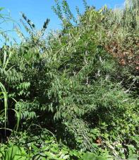 L'arbre numéro g_48.83375-2.385388 est un Vitex (Vitex).
Il est situé Bercy (coordonnées GPS 48.83375, 2.38539)