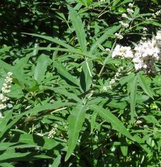 L'arbre numéro g_48.83375-2.385388 est un Vitex (Vitex).
Il est situé Bercy (coordonnées GPS 48.83375, 2.38539)