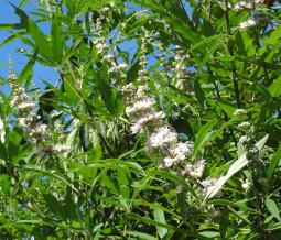 L'arbre numéro g_48.83375-2.385388 est un Vitex (Vitex).
Il est situé Bercy (coordonnées GPS 48.83375, 2.38539)