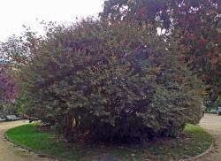 L'arbre numéro g_48.86717-2.318464 est un Vitex (Vitex).
Il est situé Champs Elysees (coordonnées GPS 48.86717, 2.31846)