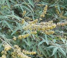 L'arbre numéro g_48.86717-2.318464 est un Vitex (Vitex).
Il est situé Champs Elysees (coordonnées GPS 48.86717, 2.31846)