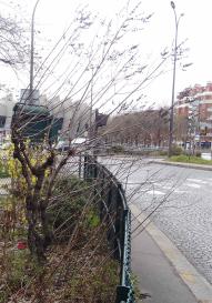 L'arbre numéro g_48.83803-2.254117 est un Vitex (Vitex).
Il est situé jardin Pte St Cloud (coordonnées GPS 48.83803, 2.25412)