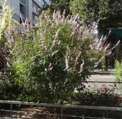 L'arbre numéro g_48.83672-2.37456 est un Vitex (Vitex).
Il est situé Qu Francois Mauriac (coordonnées GPS 48.83672, 2.37456)