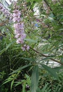 L'arbre numéro g_48.83672-2.37456 est un Vitex (Vitex).
Il est situé Qu Francois Mauriac (coordonnées GPS 48.83672, 2.37456)