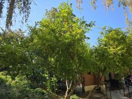 L'arbre numéro g_48.822292-2.323700 est un Grenadier (Punica).
Il est situé Serment de Koufra (coordonnées GPS 48.82229, 2.3237)