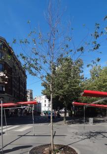 halésia rue Augustin Thierry