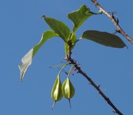 halésia rue Augustin Thierry