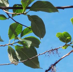 halésia rue Augustin Thierry