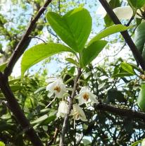 Halesia numéro halesia_48.82209-2.337694 avril 2023