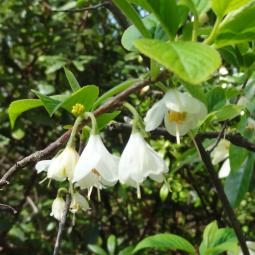 Halesia numéro halesia_48.82209-2.337694 avril 2023