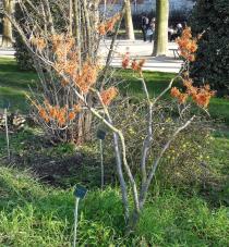 Hamamélis numéro hamamelis-intermedia-jelena_48.84343-2.361729 février 2023