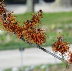 Hamamélis numéro hamamelis-intermedia-jelena_48.84343-2.361729 février 2023