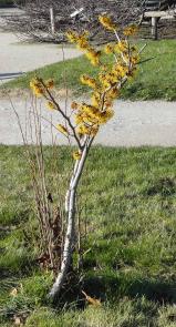 Hamamélis numéro hamamelis-intermedia-pallida_48.84347-2.36160 février 2023