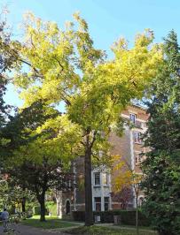 L'arbre numéro j_48.81953-2.339394 est un Noyer (Juglans nigra).
Il est situé cite U (coordonnées GPS 48.81953, 2.33939)