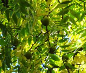 L'arbre numéro j_48.81953-2.339394 est un Noyer (Juglans nigra).
Il est situé cite U (coordonnées GPS 48.81953, 2.33939)