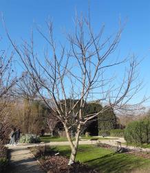 arbre n°juglans-regia_48.84377-2.36287 février 2023 Noyer numéro juglans-regia_48.84377-2.36287 février 2023