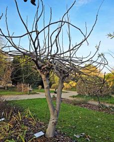 arbre n°juglans-regia_48.84377-2.36287 décembre 2025 Noyer numéro juglans-regia_48.84377-2.36287 décembre 2025