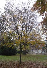 arbre n°juglans-regia_48.84489-2.333385 novembre 2023 Noyer numéro juglans-regia_48.84489-2.333385 novembre 2023