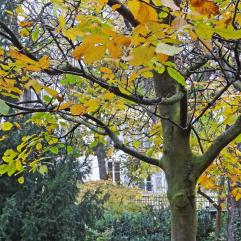 arbre n°juglans-regia_48.84489-2.333385 novembre 2023 Noyer numéro juglans-regia_48.84489-2.333385 novembre 2023