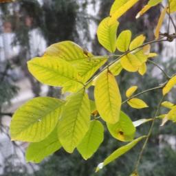 arbre n°juglans-regia_48.84489-2.333385 novembre 2023 Noyer numéro juglans-regia_48.84489-2.333385 novembre 2023