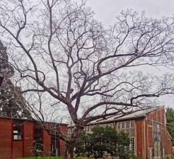 arbre n°juglans-x-intermedia_48.840985-2.3607 février 2024 Noyer numéro juglans-x-intermedia_48.840985-2.3607 février 2024