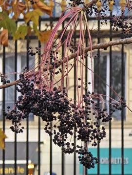 arbre n°kalopanax_48.84659-2.339922 novembre 2025 Kalopanax numéro kalopanax_48.84659-2.339922 novembre 2025