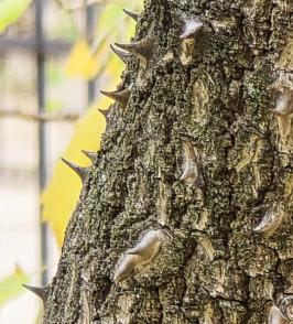 arbre n°kalopanax_48.84659-2.339922 novembre 2025 Kalopanax numéro kalopanax_48.84659-2.339922 novembre 2025