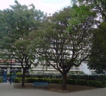 L'arbre numéro k_48.8372619-2.2910451 est un Savonnier (Koelreuteria paniculata).
Il est situé square du Clos Feuquieres (coordonnées GPS 48.83726, 2.29105)