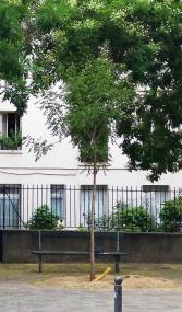 L'arbre numéro ex-253335 est un Savonnier (Koelreuteria paniculata).
Il est situé Place du Comtat Venaissin (coordonnées GPS 48.84149, 2.29138)