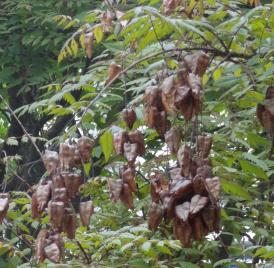 L'arbre numéro ex-126591 est un Savonnier (Koelreuteria paniculata).
Il est situé square du Clos Feuquieres (coordonnées GPS 48.83726, 2.29105)
